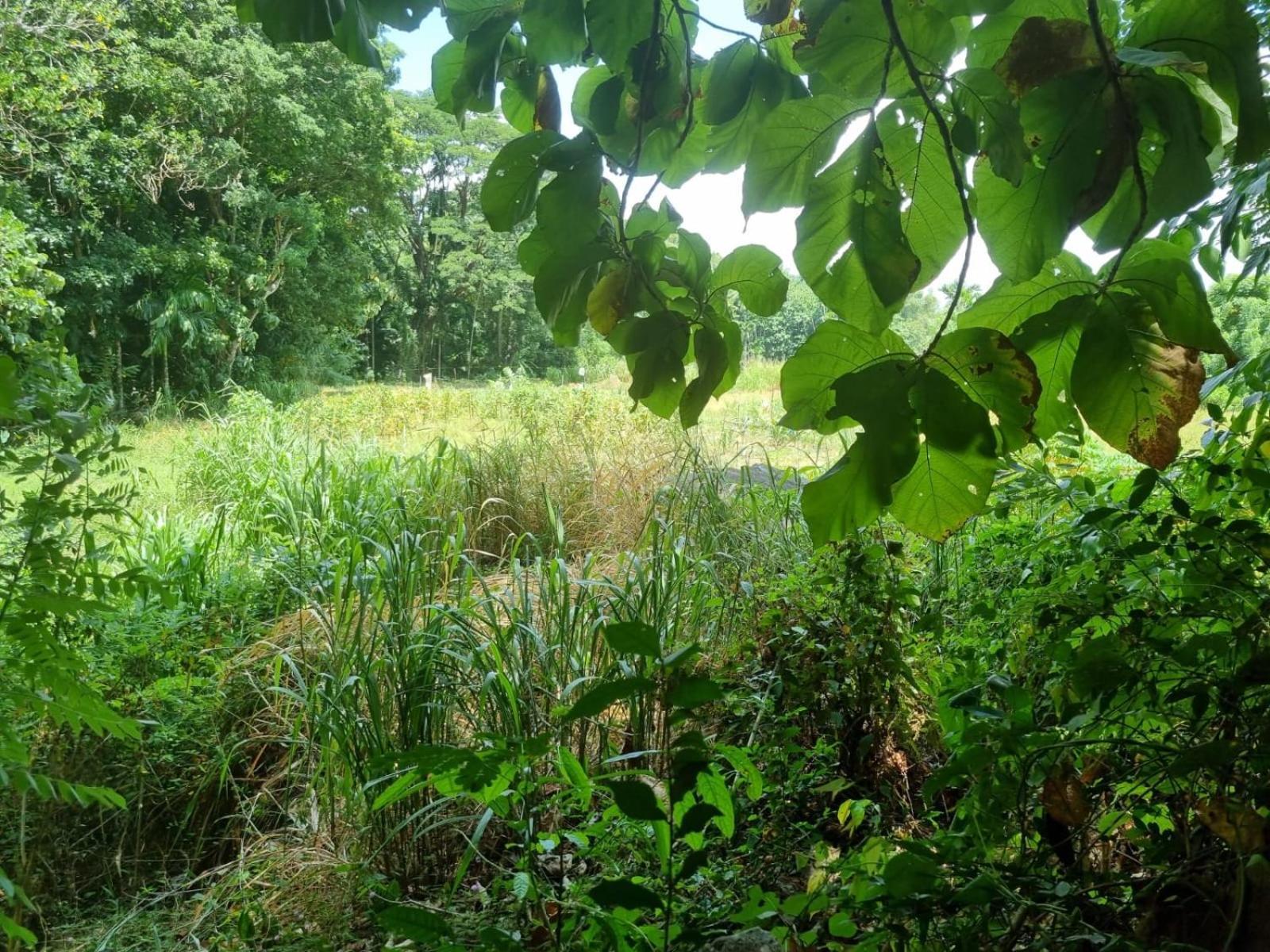 Silver Hill Ecovillage Kurunegala Εξωτερικό φωτογραφία