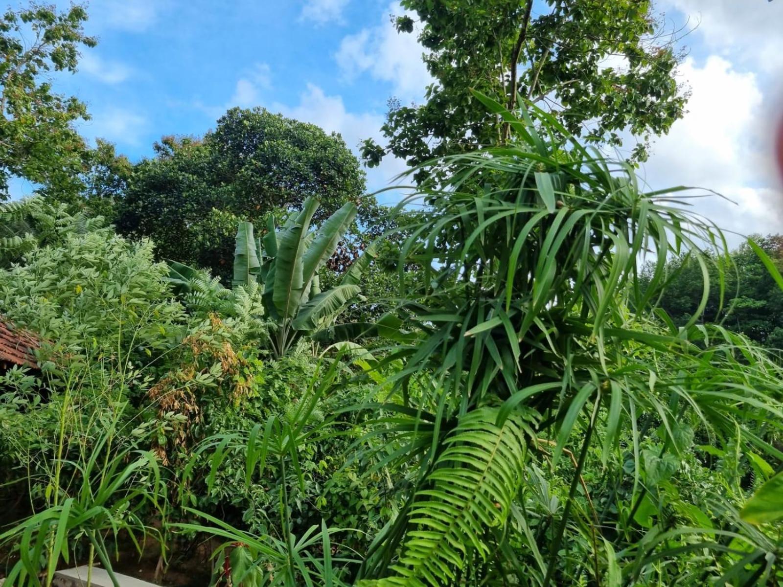Silver Hill Ecovillage Kurunegala Εξωτερικό φωτογραφία